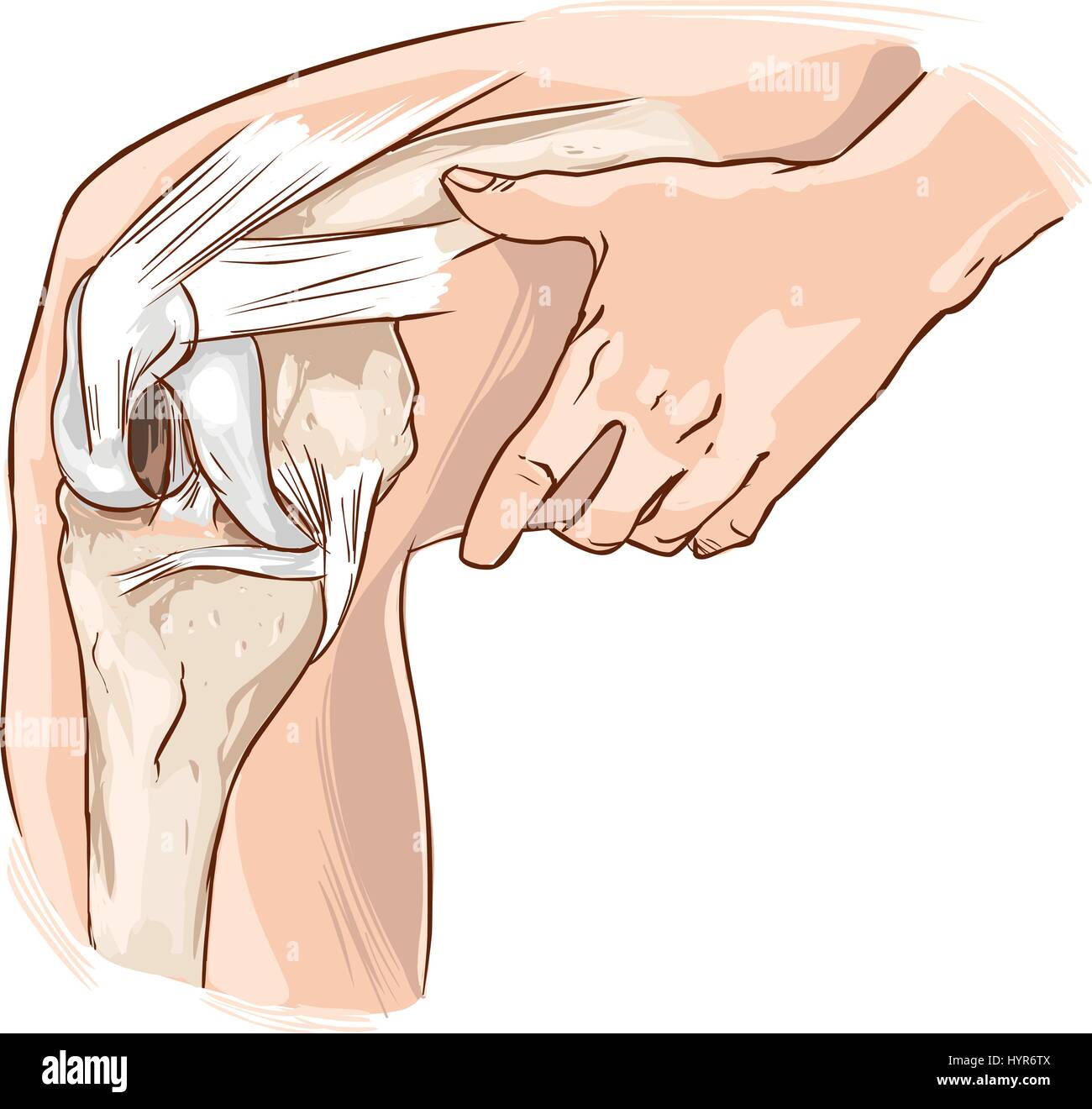 Muscle of the foot lateral view Stock Vector Images - Alamy