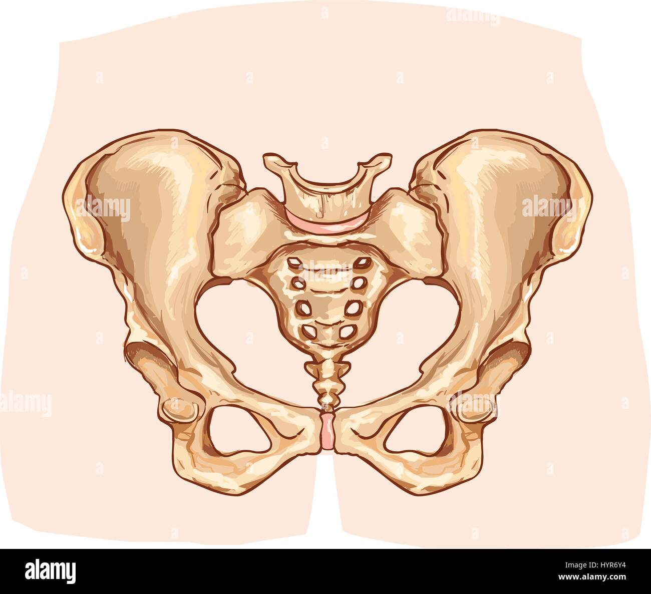 https://c8.alamy.com/comp/HYR6Y4/vector-illustration-of-a-diagram-of-the-pelvic-girdle-labeled-HYR6Y4.jpg