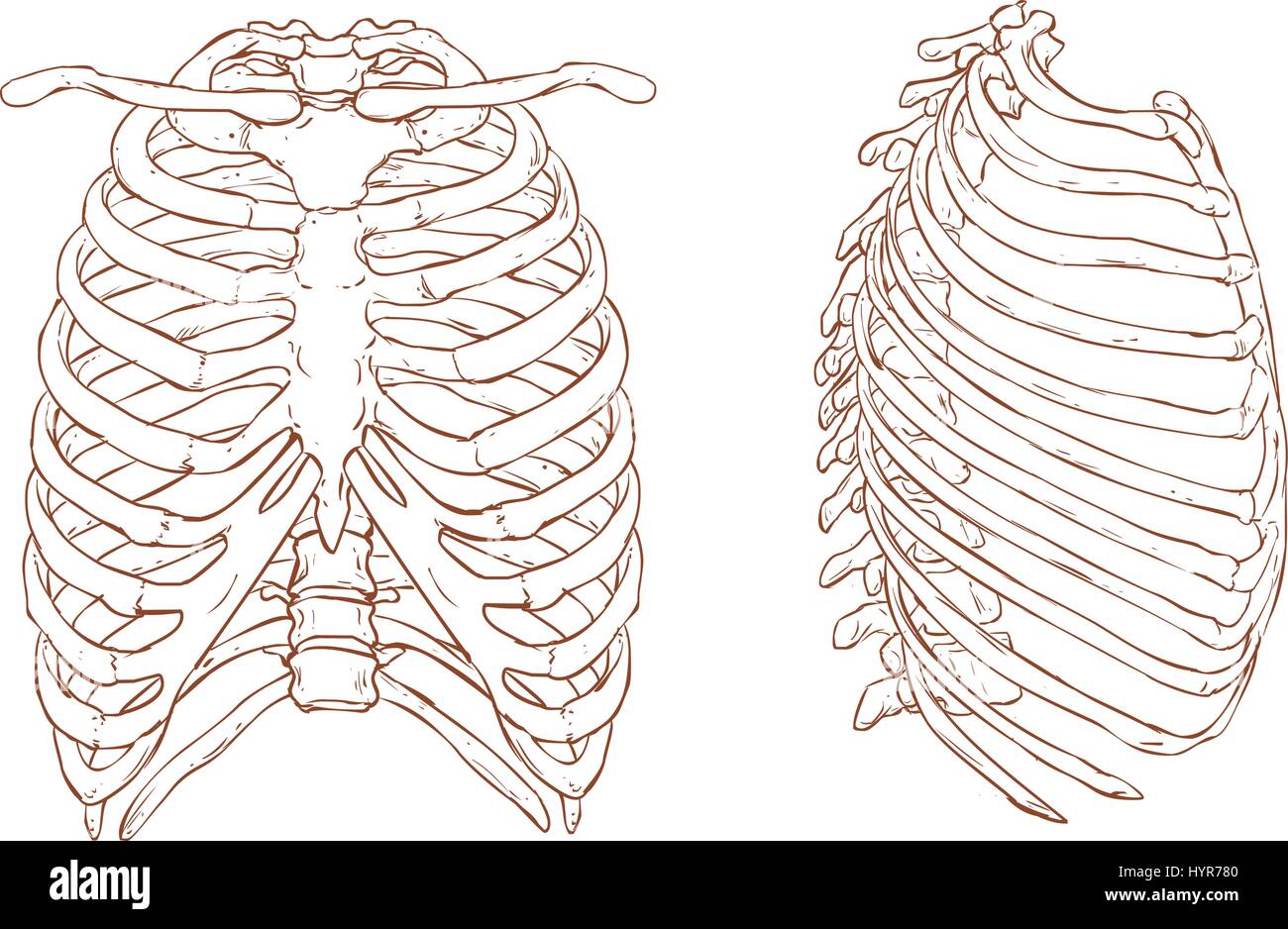 2300 Human Rib Cage Illustrations RoyaltyFree Vector Graphics  Clip  Art  iStock  Skeleton Human heart Human skeleton