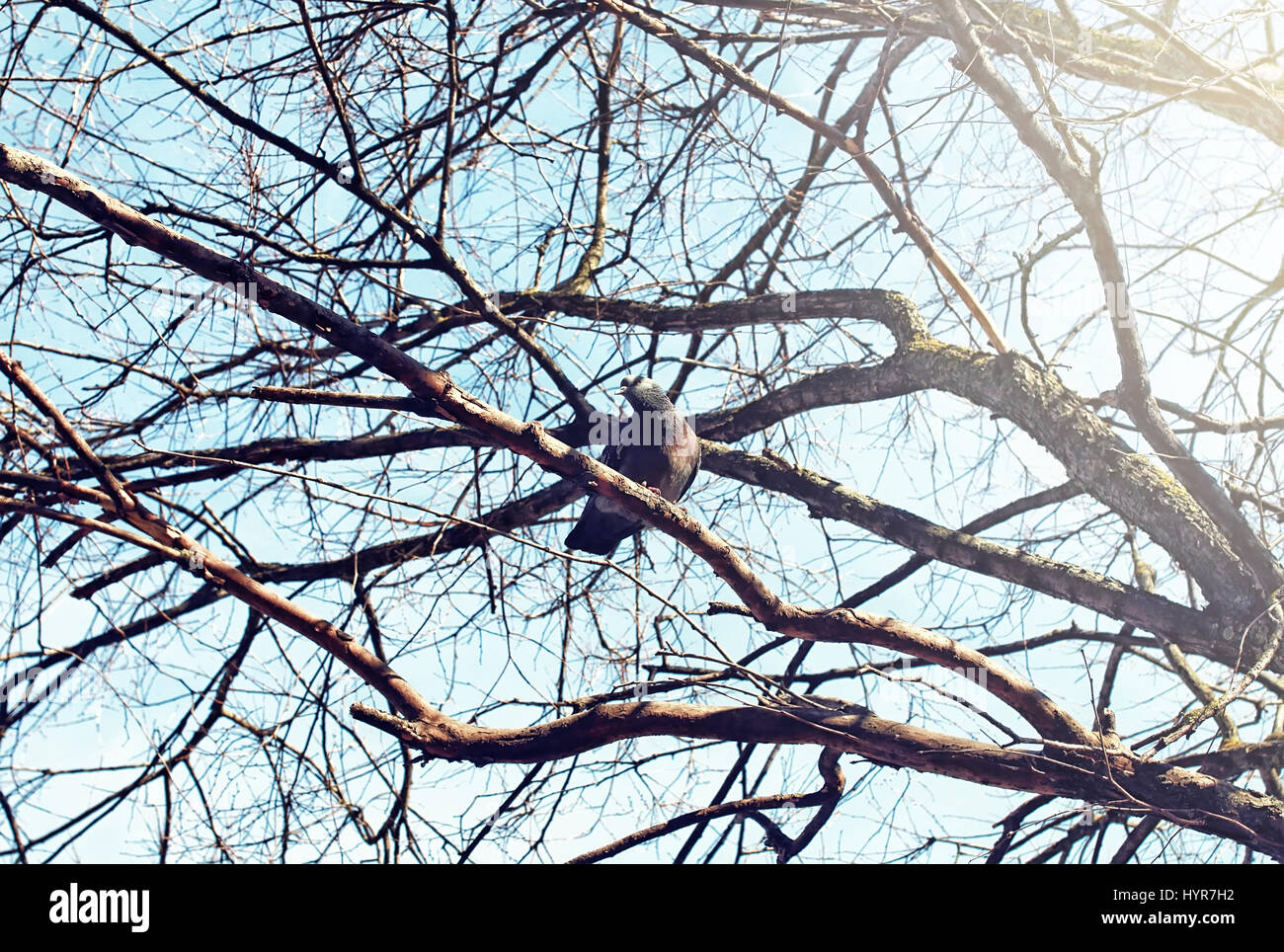 bird's nest against sky on the bare tree Stock Photo Alamy