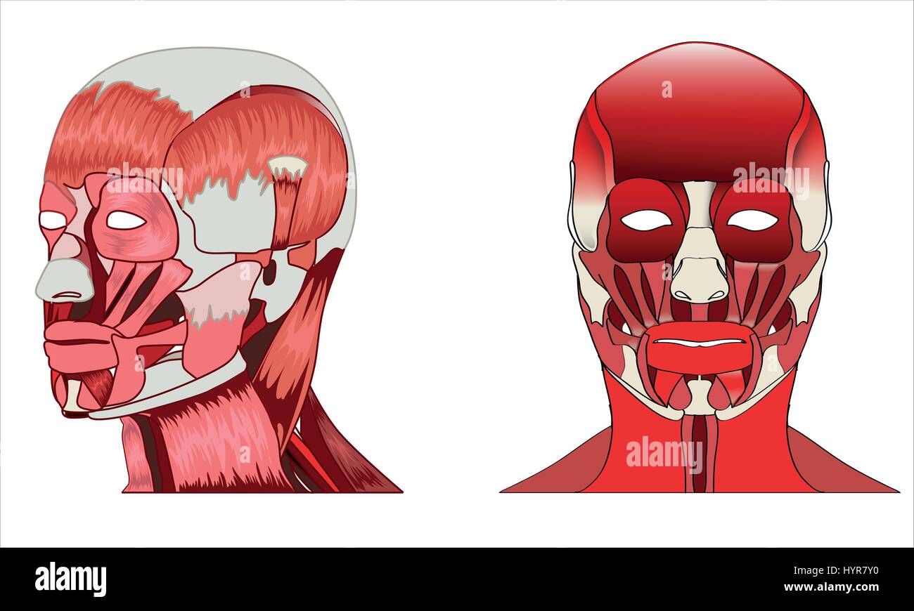 Anatomy side and front view of major face muscles of a man Stock Vector