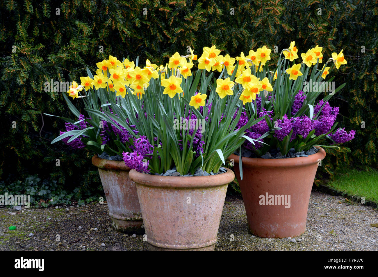 Daffodils and Hyacinths on Display in Terracotta Flowerpots at RHS Garden Harlow Carr, Harrogate, Yorkshire. Stock Photo