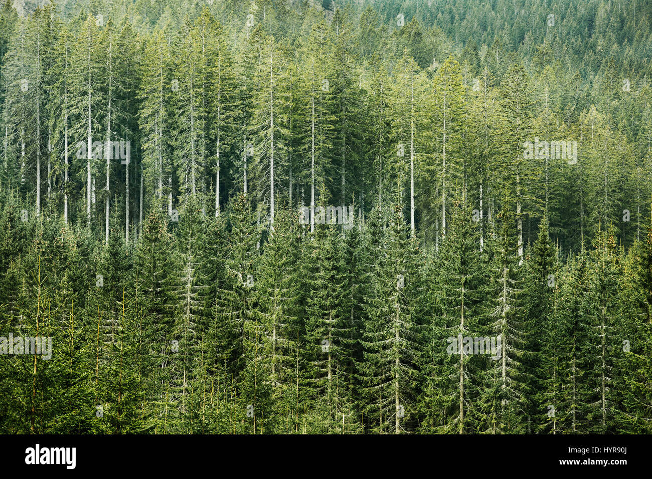 Healthy, green coniferous forest with old spruce, fir and pine trees in wilderness area of a national park. Sustainable industry, ecosystem and health Stock Photo