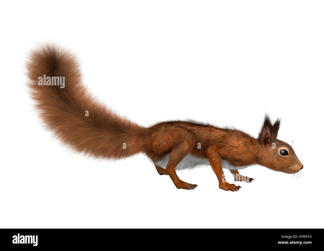 3D rendering of an European red squirrel isolated on white background ...
