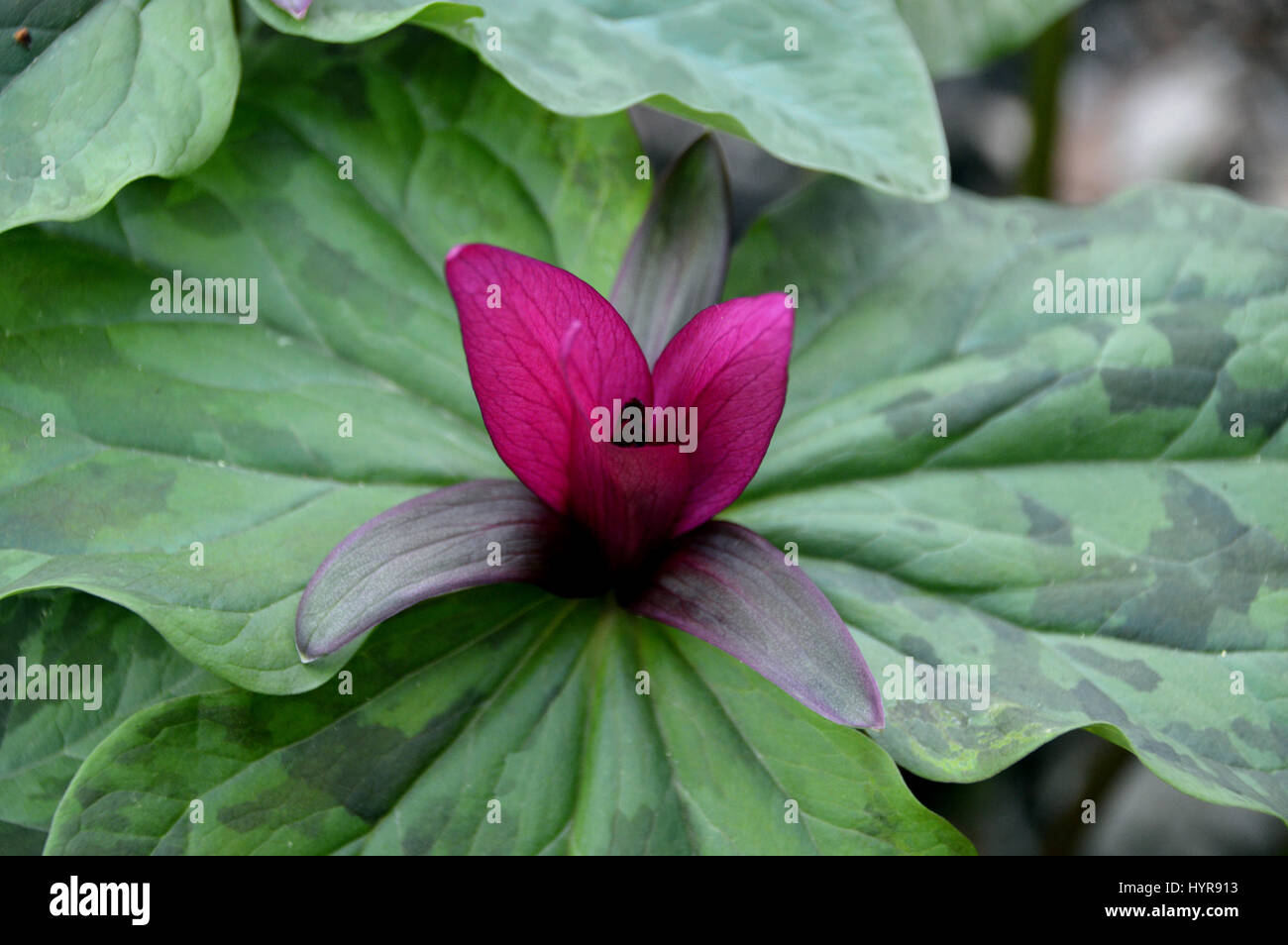 Close up of a Single Giant Purple Wakerobin (Trillium kurabayashii) in a border at RHS Garden Harlow Carr, Harrogate, Yorkshire. Stock Photo
