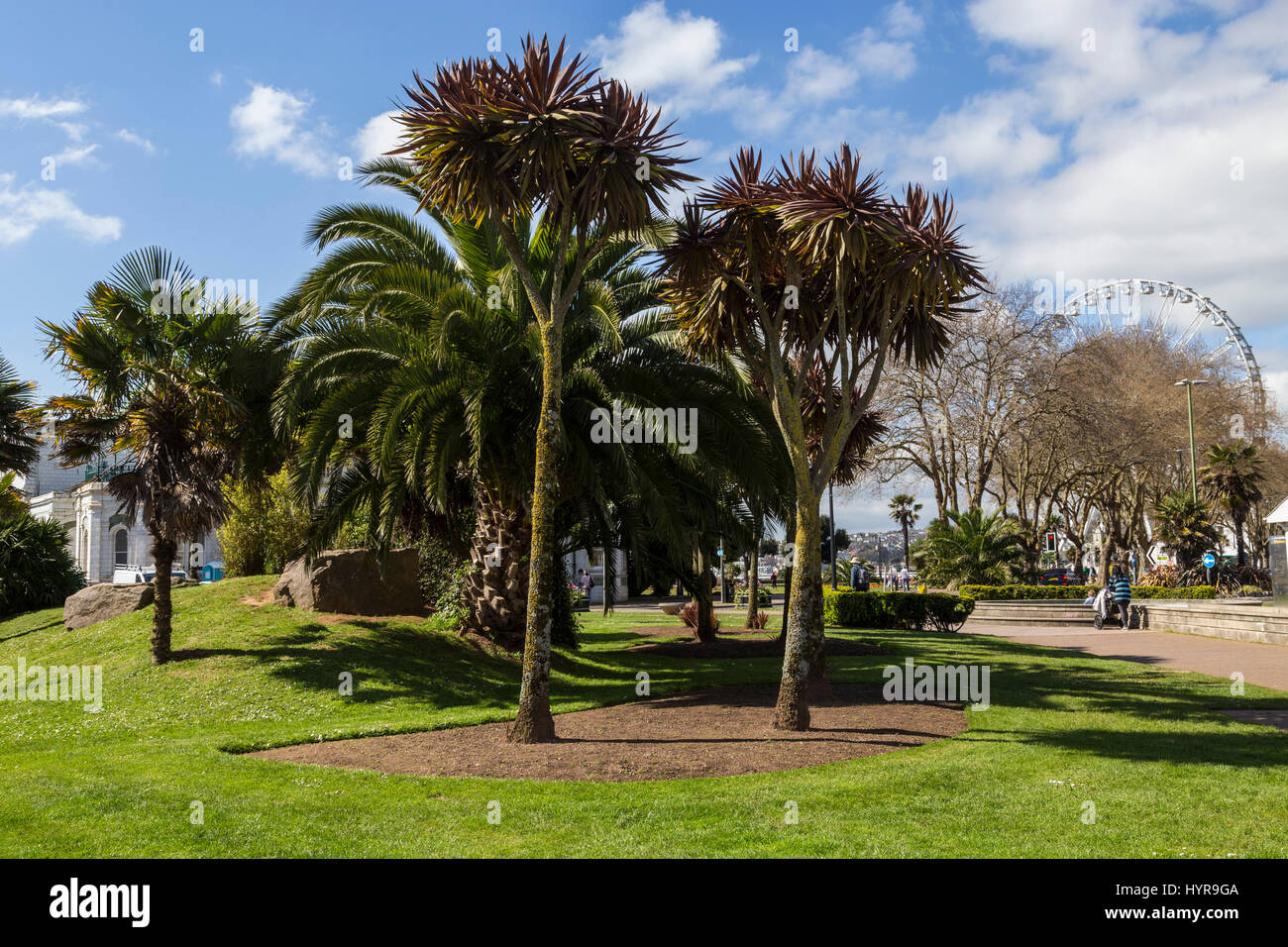 The English Riviera Wheel viewed through cordyline australis trees and other 'palm trees' in Torquay. Stock Photo