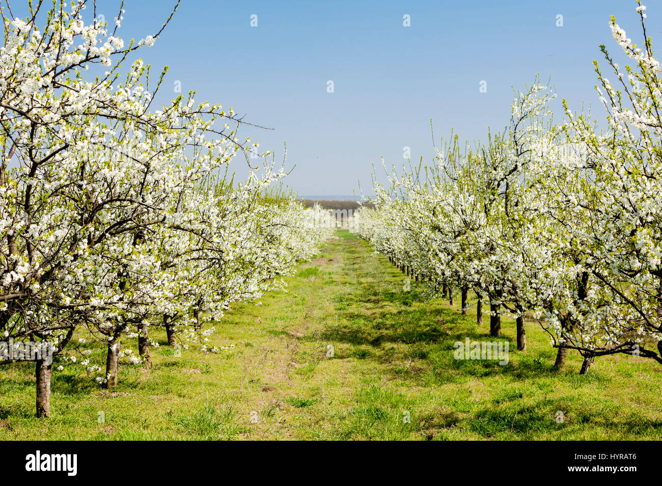blooming apricot orchard Stock Photo Alamy