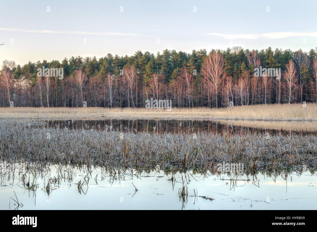 Trees nature natural scenery hi-res stock photography and images - Alamy