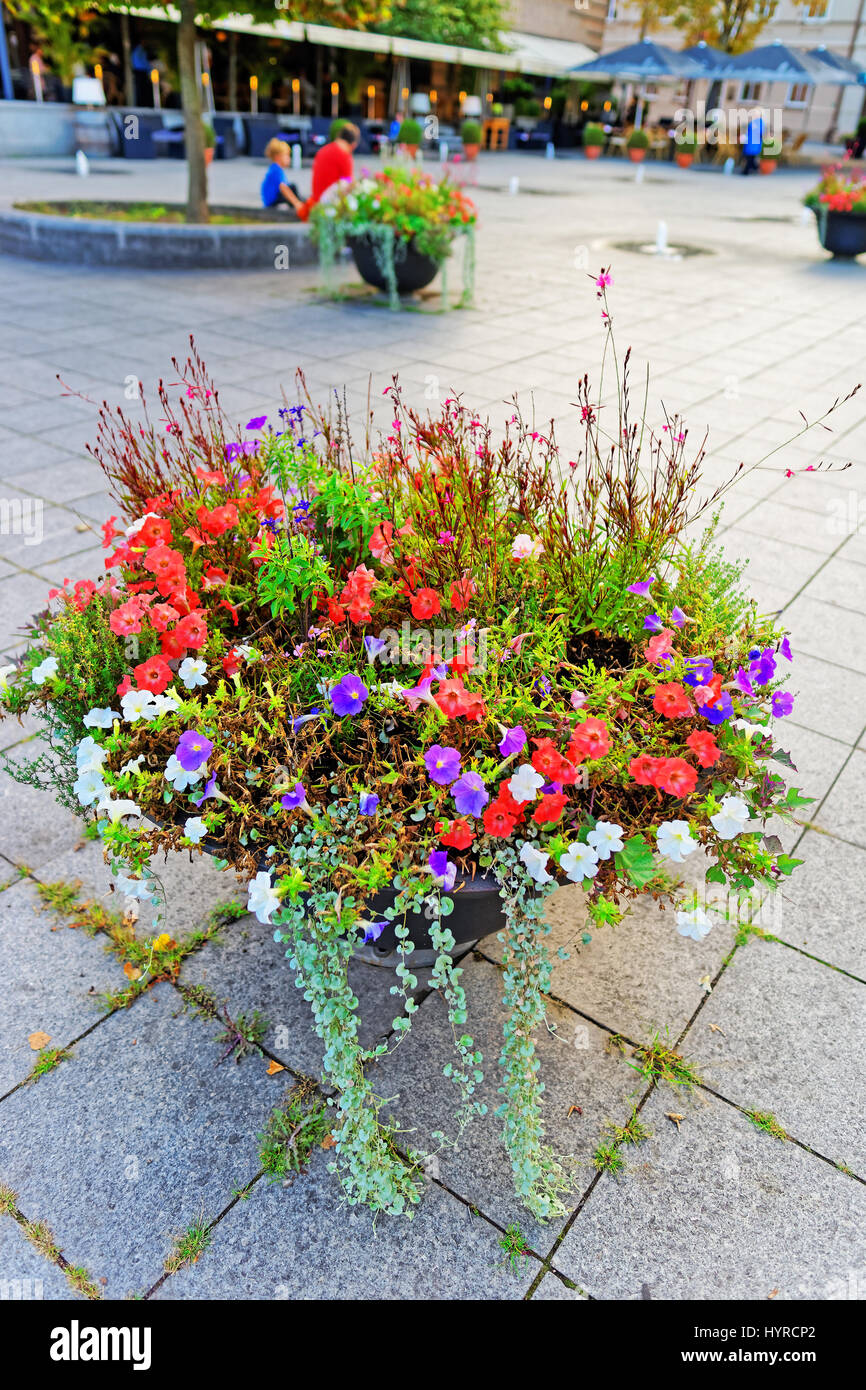 Flowers in blossom on the streets of Vilnius, Lithuania Stock Photo Alamy