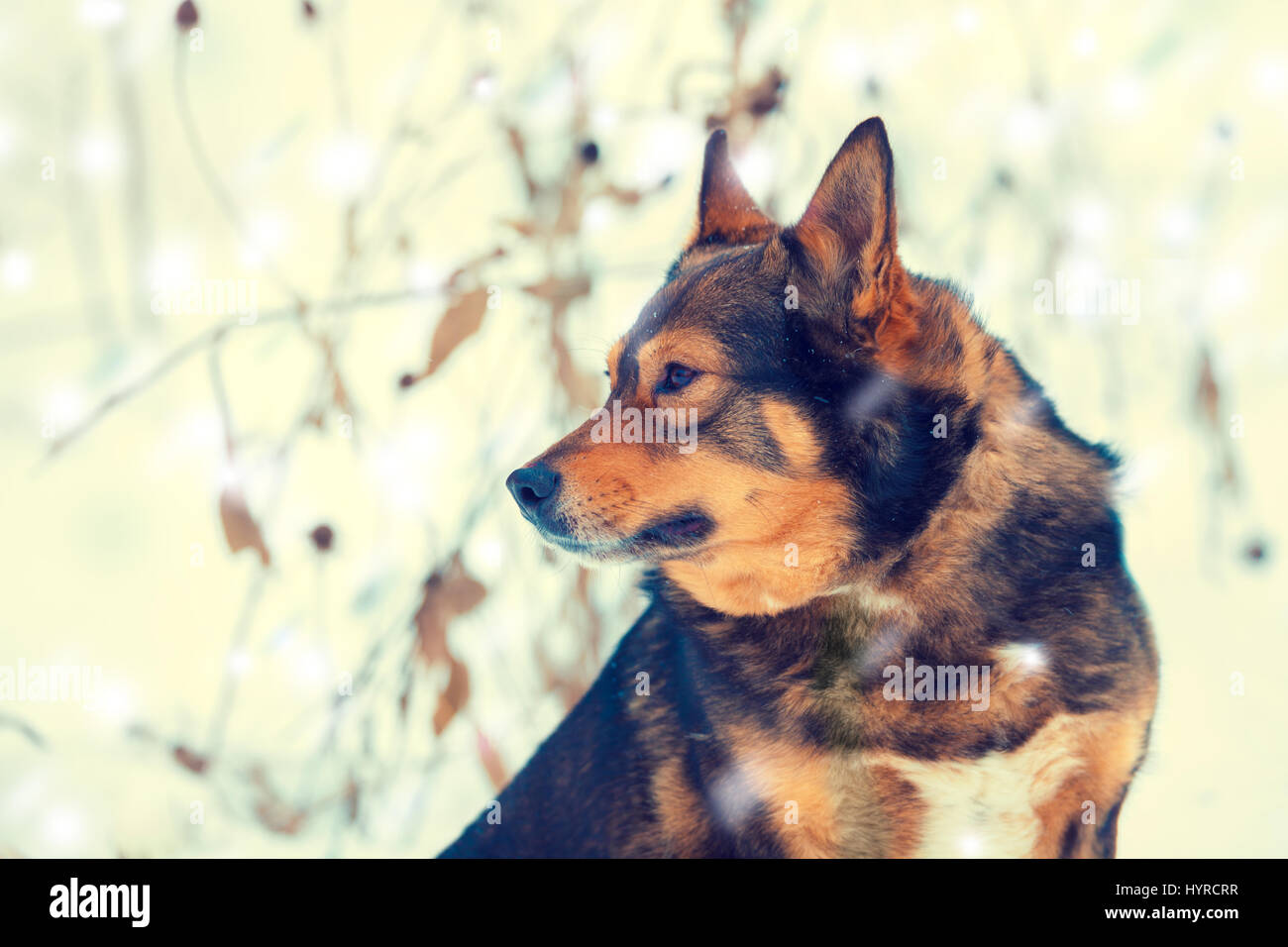 Portrait of a dog walking in snowy forest in winter Stock Photo - Alamy
