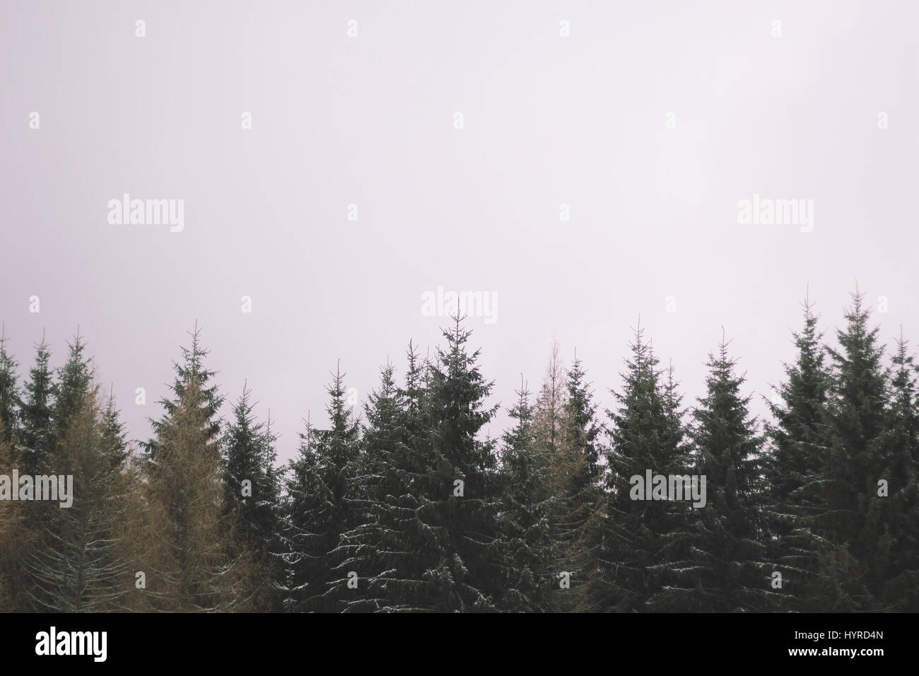 Treeline and tree and mountain hires stock photography and images Alamy