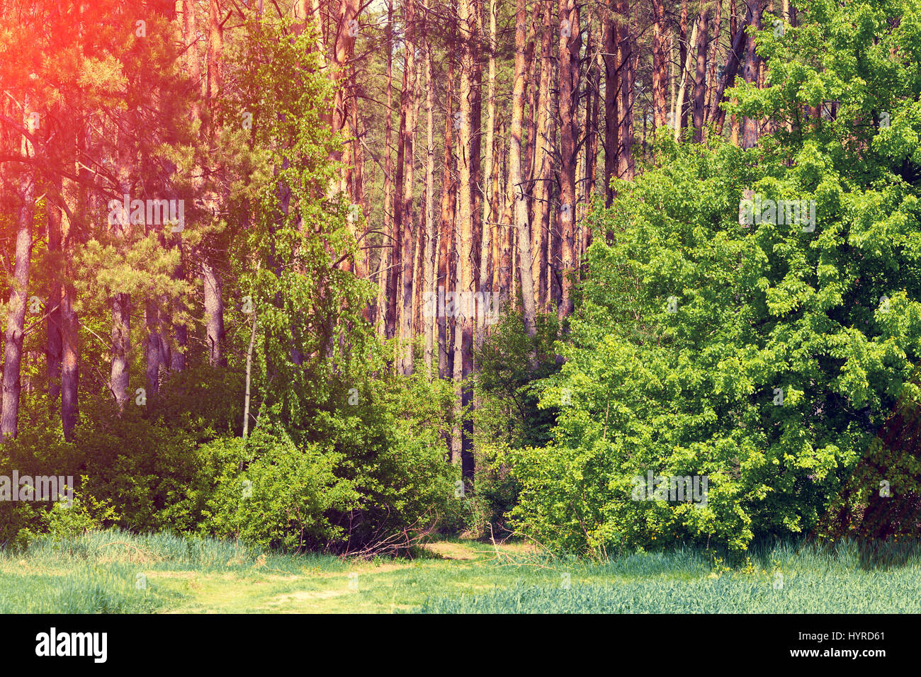 Pine forest in evening light Stock Photo - Alamy