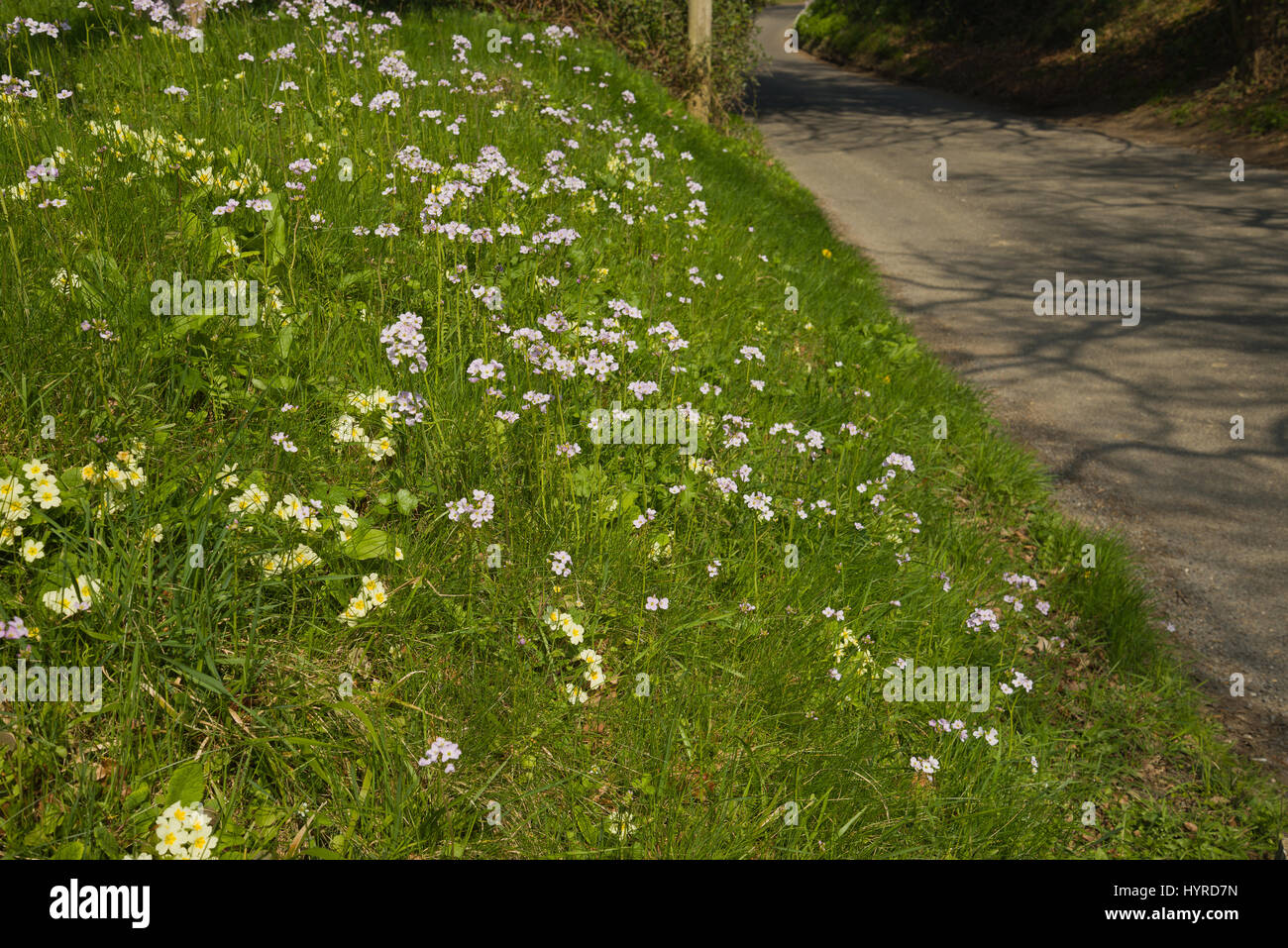 Cuckoo flower in spring by a roadside in England, UK Stock Photo