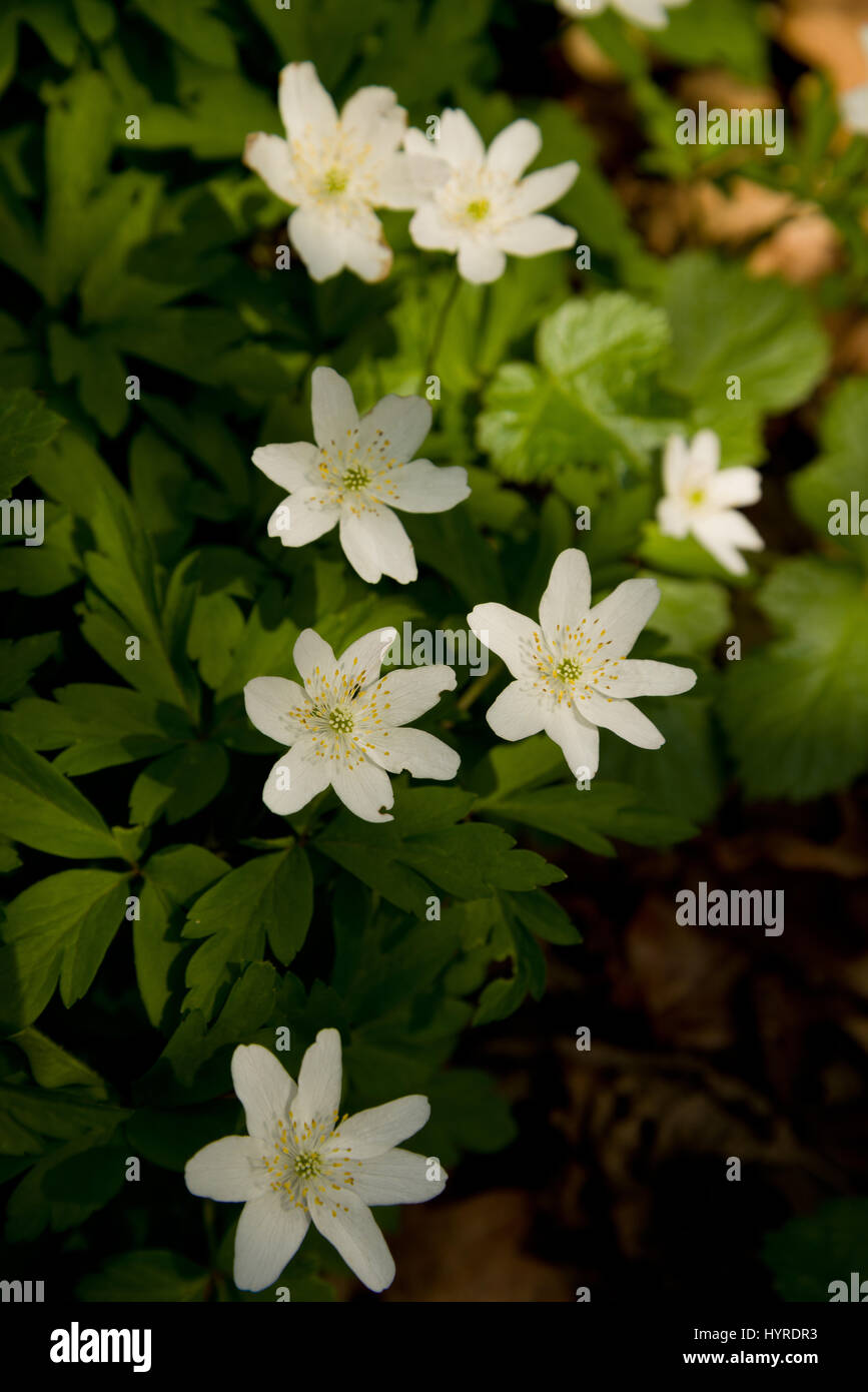 Wood anemones by the side of a country lane in springtime. Stock Photo