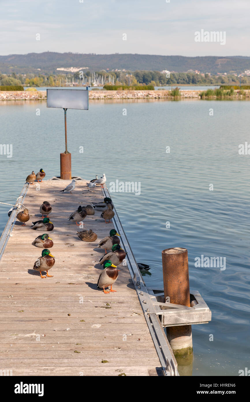 Group of wild ducks sitting on a wooden pier. Lake Balaton, Keszthely, Hungary. Stock Photo