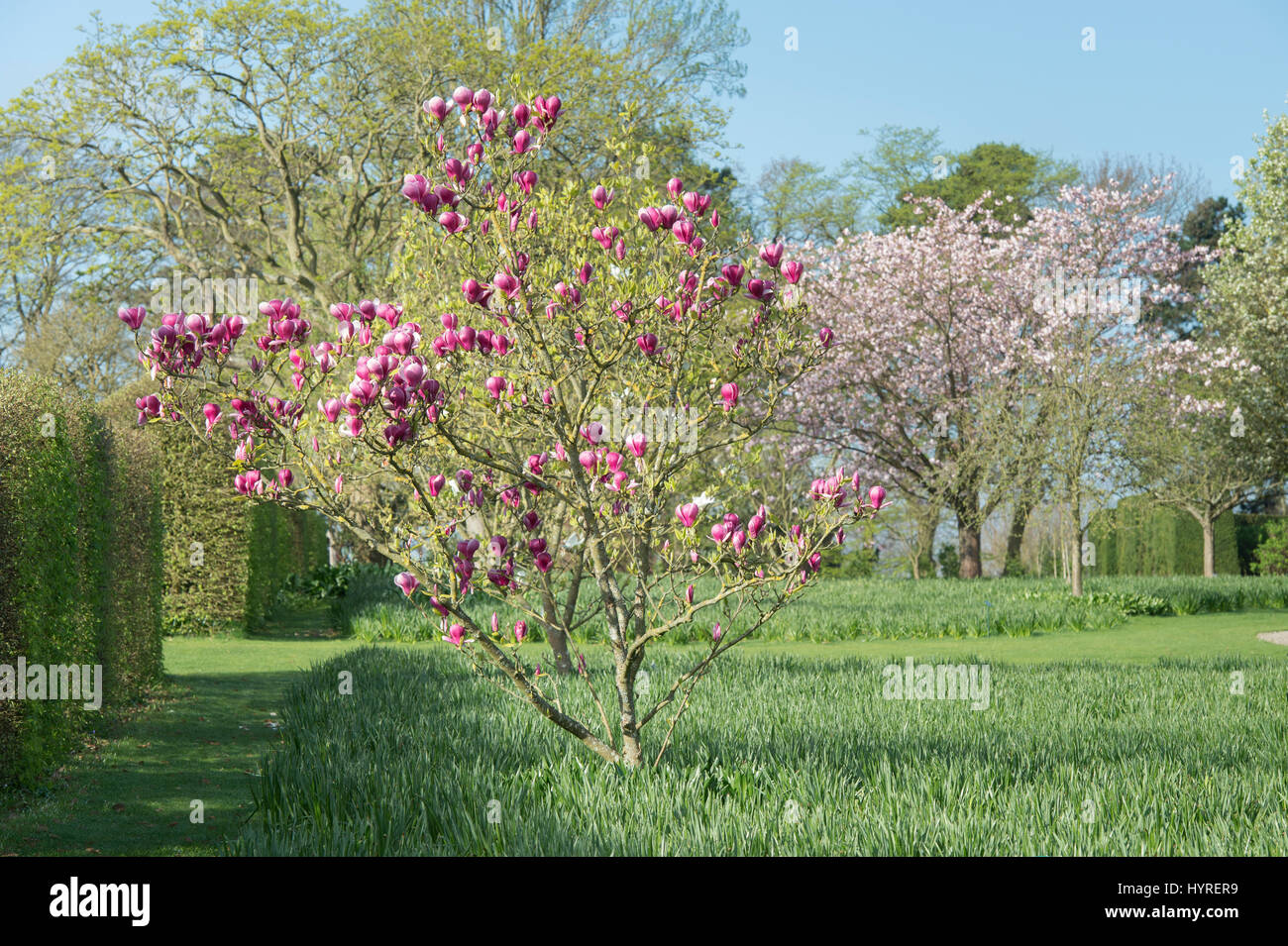 Magnolia 'joe mcdaniel' tree in flower in spring. RHS Wisley gardens, Surrey, England Stock Photo