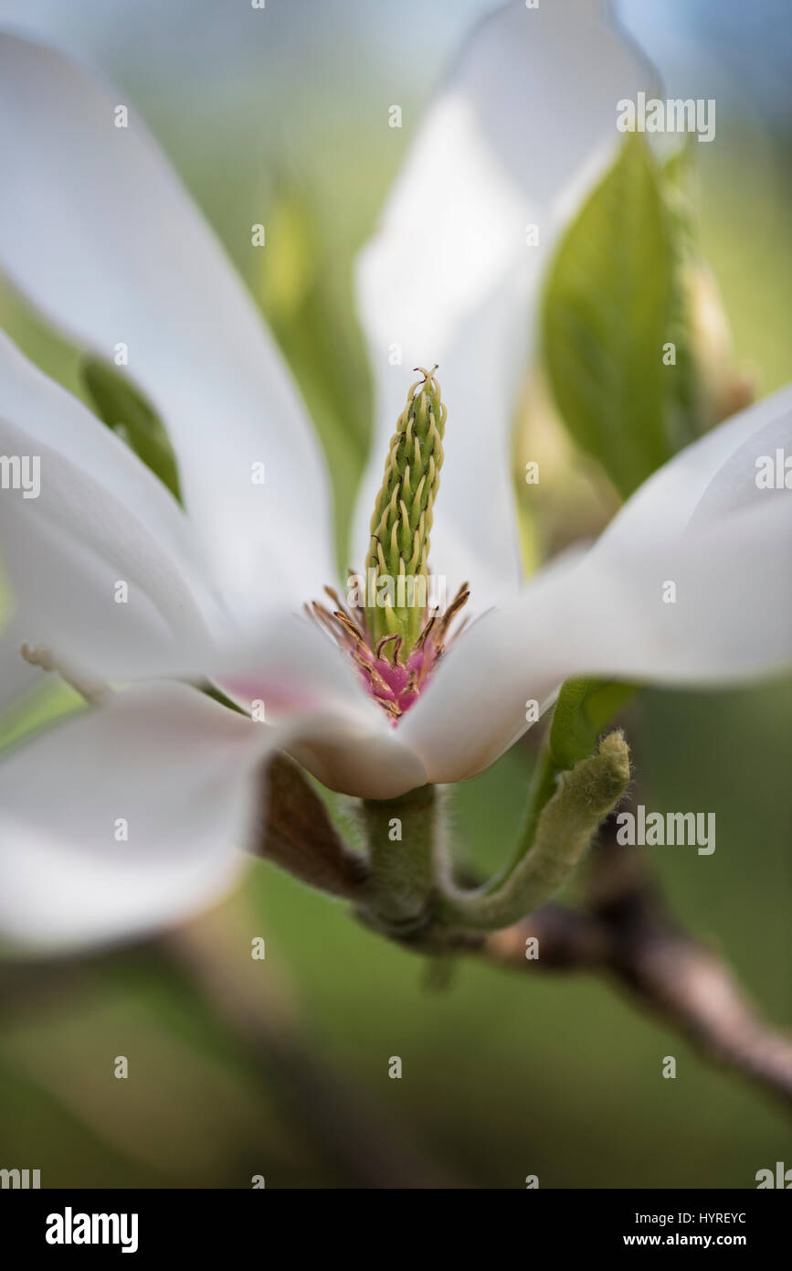 Magnolia × soulangeana 'Alba Superba' flower in spring Stock Photo
