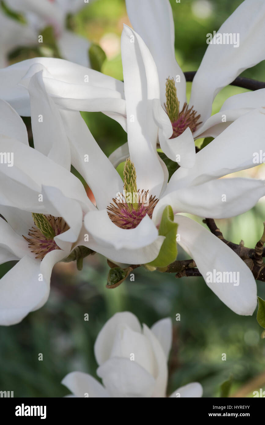 Magnolia soulangeana alba hi-res stock photography and images - Alamy