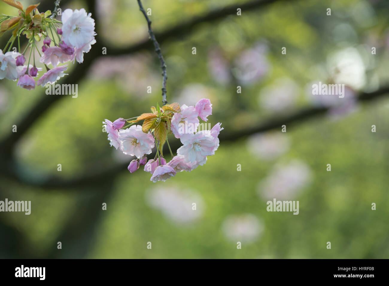 Prunus ‘Ichiyo’. Japanese Cherry tree blossom in spring. UK Stock Photo