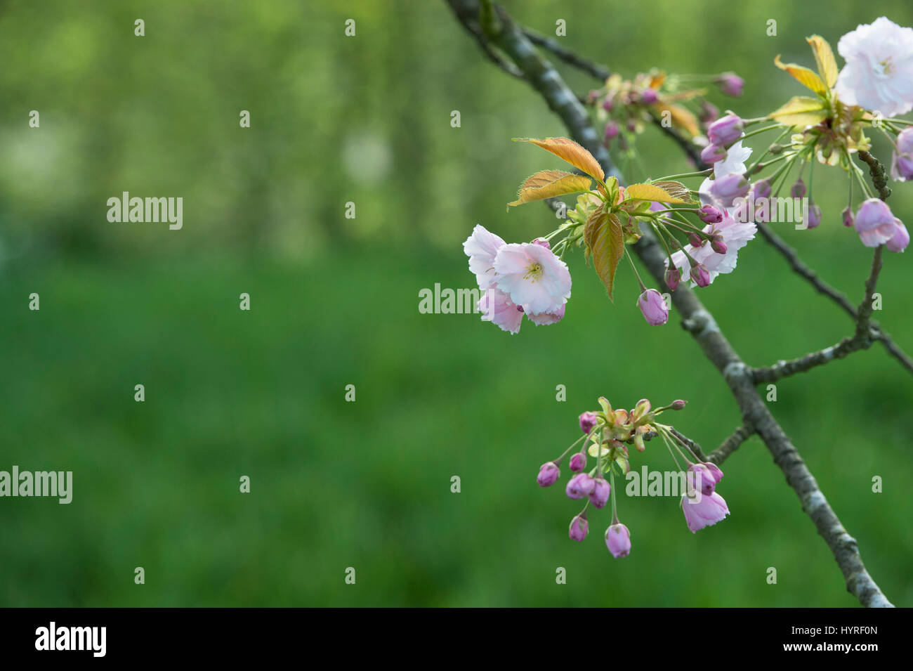 Prunus ‘Ichiyo’. Japanese Cherry tree blossom in spring. UK Stock Photo
