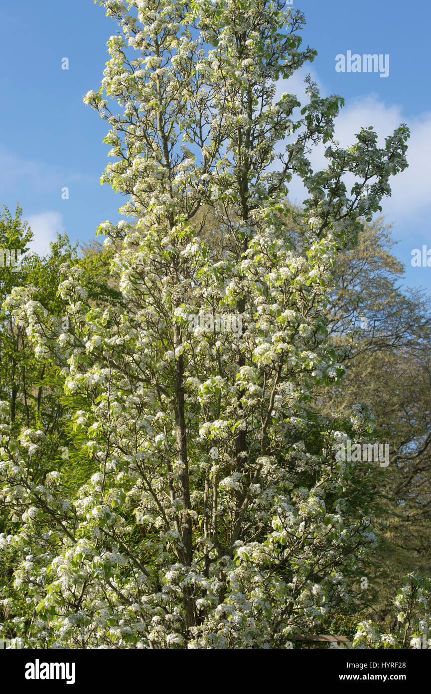 Pyrus calleryana 'Chanticleer'. Callery pear 'Chanticleer' trees in blossom on the streets in Milton Keynes, Buckinghamshire, England Stock Photo