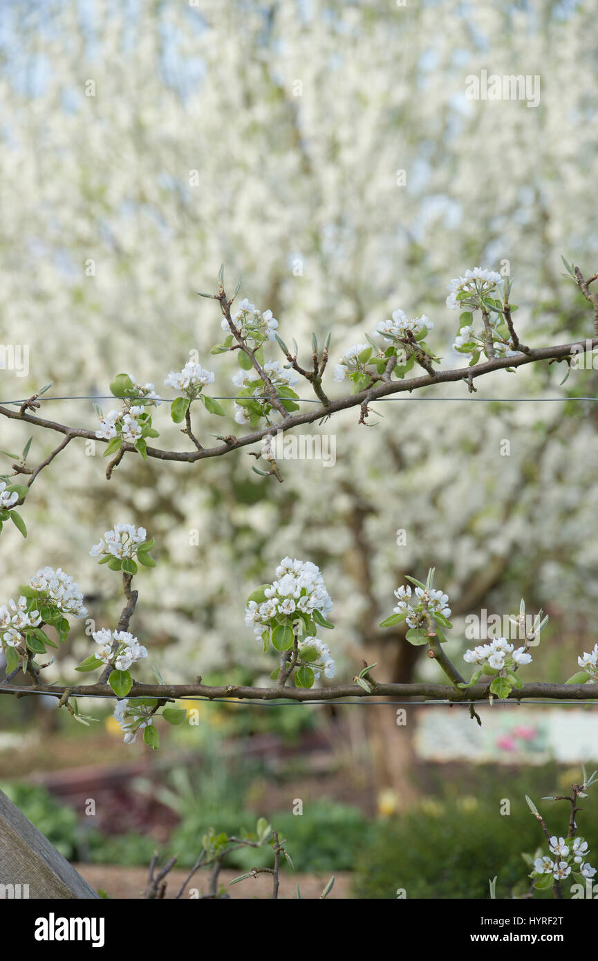 Pyrus communis. Pear 'Beurre Hardy' fan trained on wire in blossom. RHS Wisley Gardens. Surrey, England Stock Photo