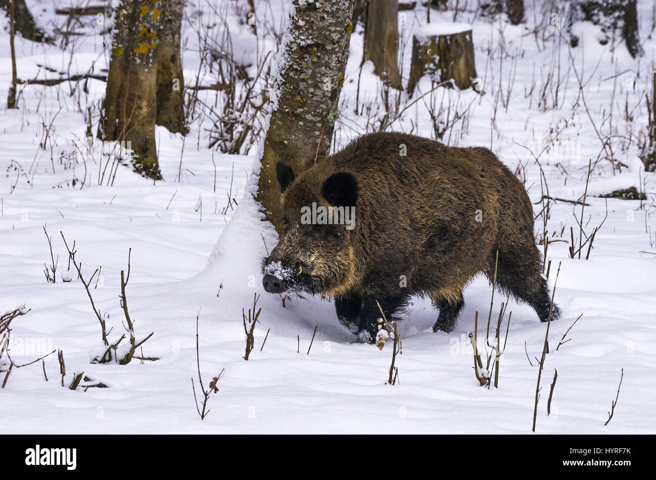 Wild pig) in a snowy wintery forest. Stock Photo