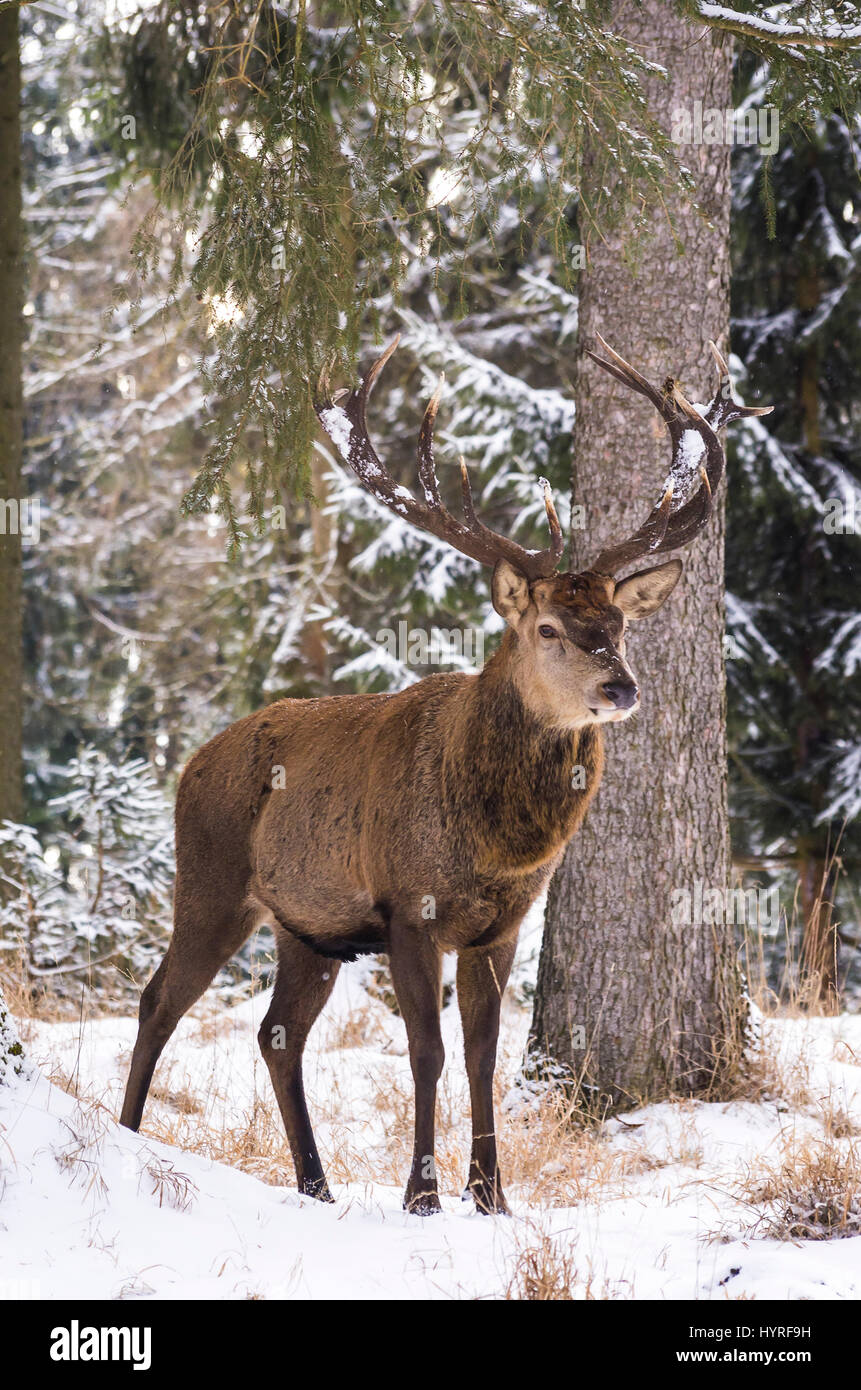 Male red deer (Cervus elaphus) in a snowy wintery forest. Stock Photo