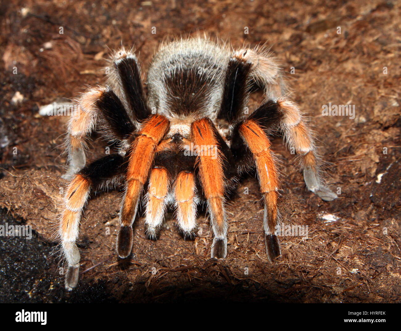 Mexican Fireleg or Rustleg tarantula (Brachypelma boehmei) native to Mexico, mainly the Pacific Coast of Guerrero state Stock Photo