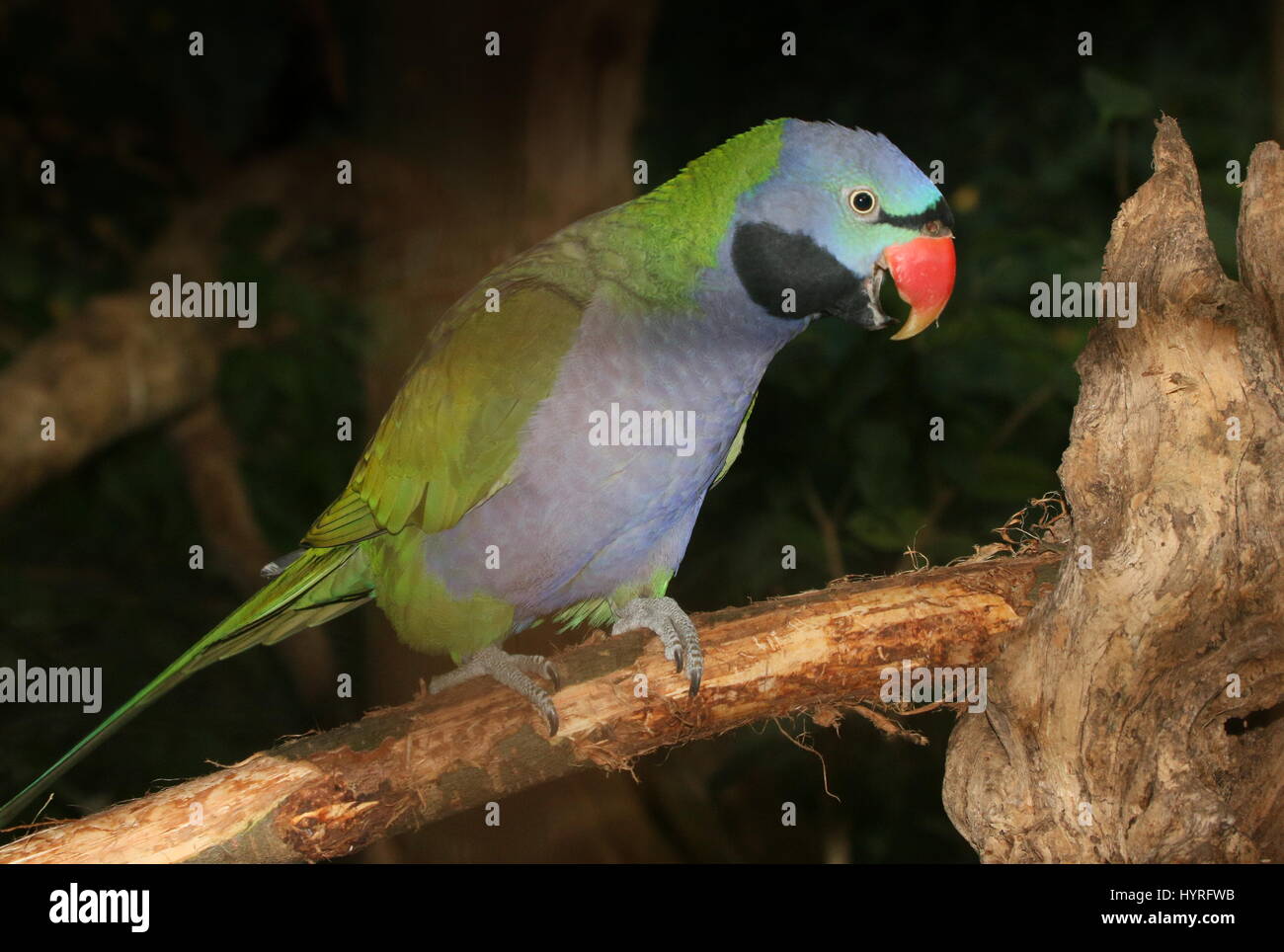 Male South Asian Lord Derby's parakeet (Psittacula derbiana), native to India Stock Photo
