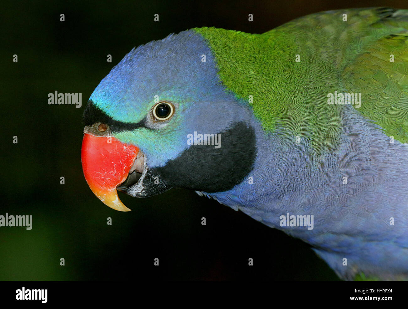 Close-up of the head of a male South Asian Lord Derby's parakeet (Psittacula derbiana), native to India Stock Photo
