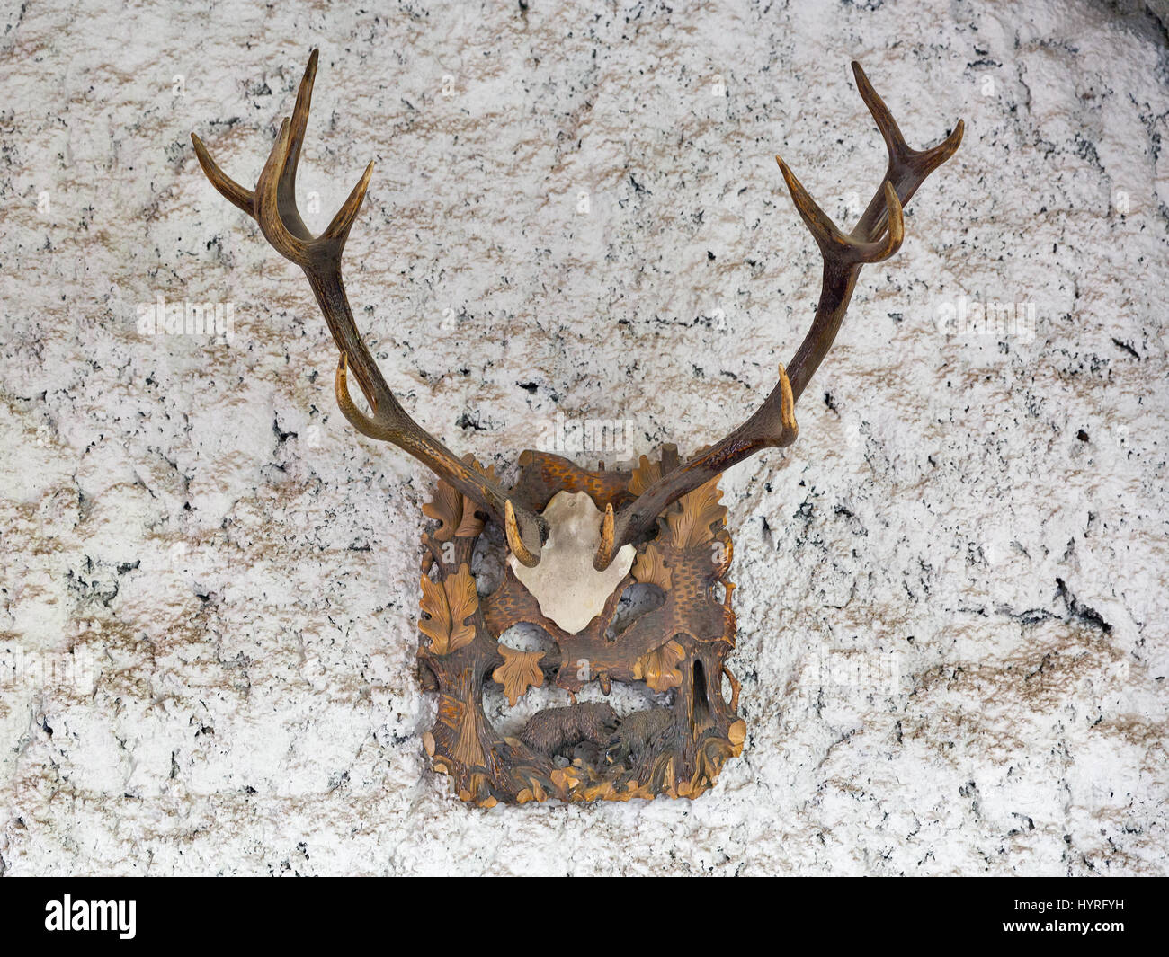 Vintage Mounted Antlers