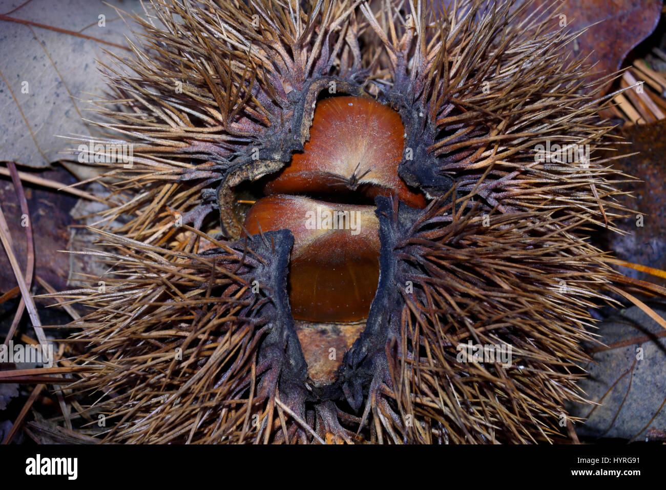 A chestnut bur Stock Photo - Alamy