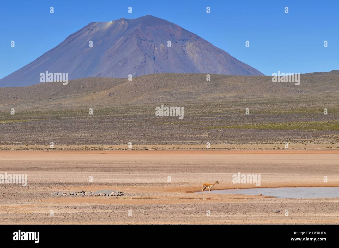 Peru, El Misti Volcano, Salinas and Aguada Blanca National Reservation Stock Photo