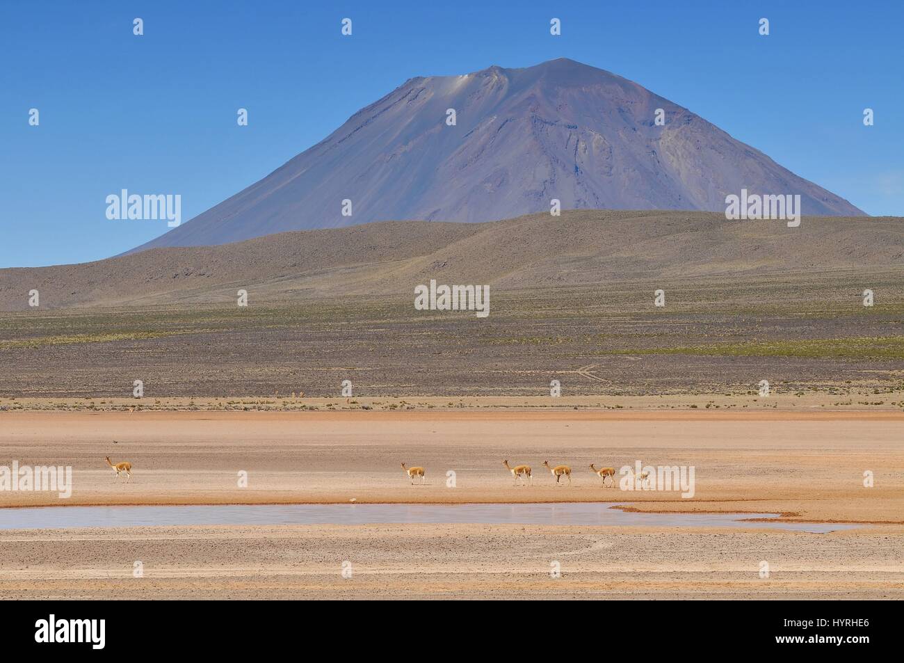 Peru, El Misti Volcano, Salinas and Aguada Blanca National Reservation Stock Photo