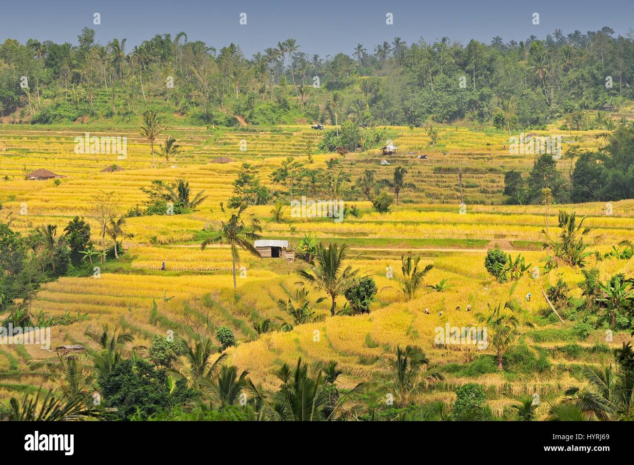 Terrace rice fields, Bali, Indonesia Stock Photo