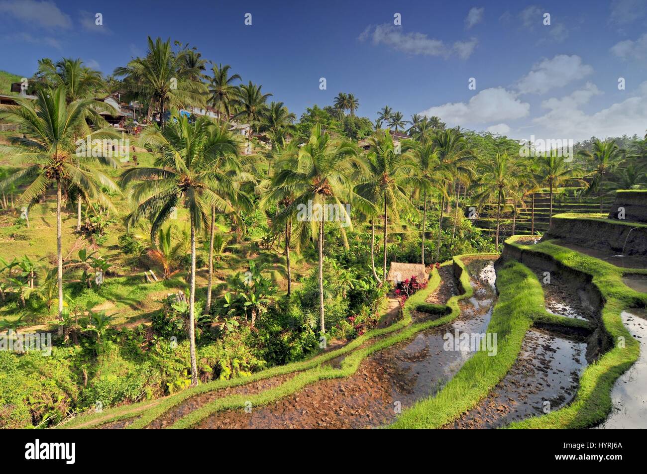 The most dramatic and spectacular rice terraces in Bali near the village of Tegallalang. Stock Photo