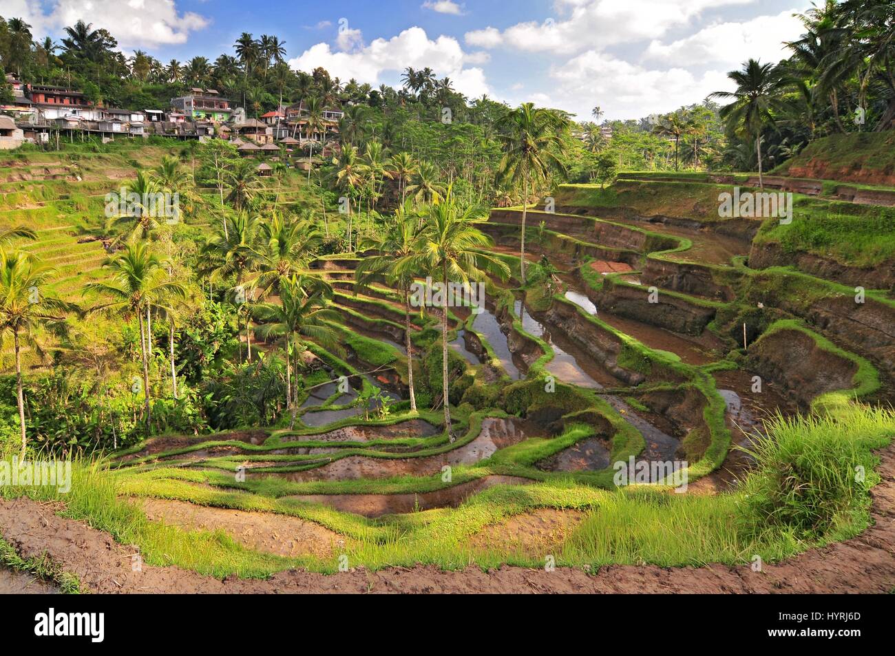 The most dramatic and spectacular rice terraces in Bali near the village of Tegallalang. Stock Photo
