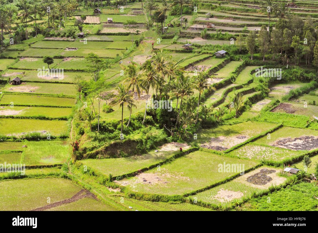 Green rice terraces in Bali, Indonesia Stock Photo