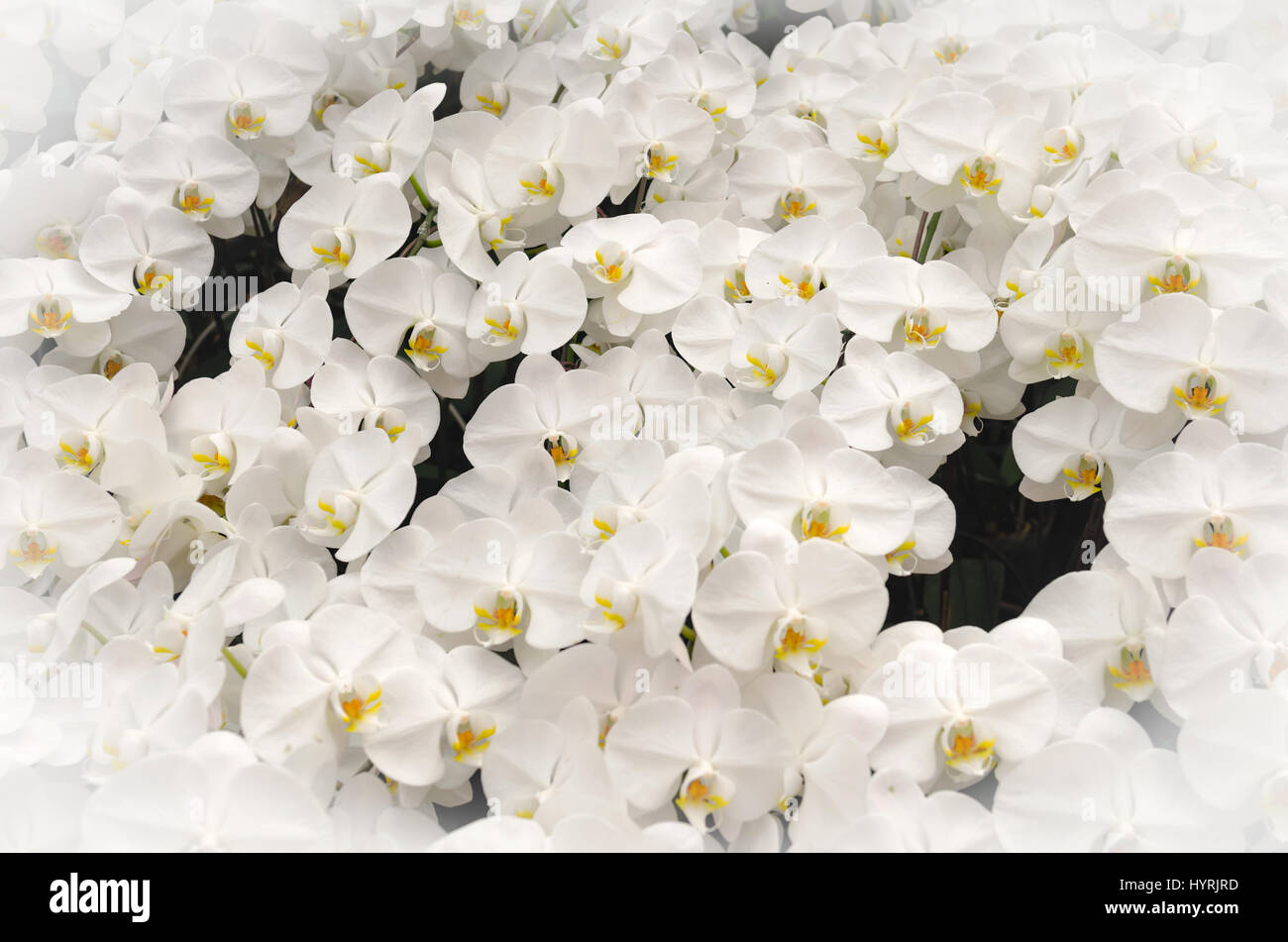White Orchids Background Stock Photo Alamy