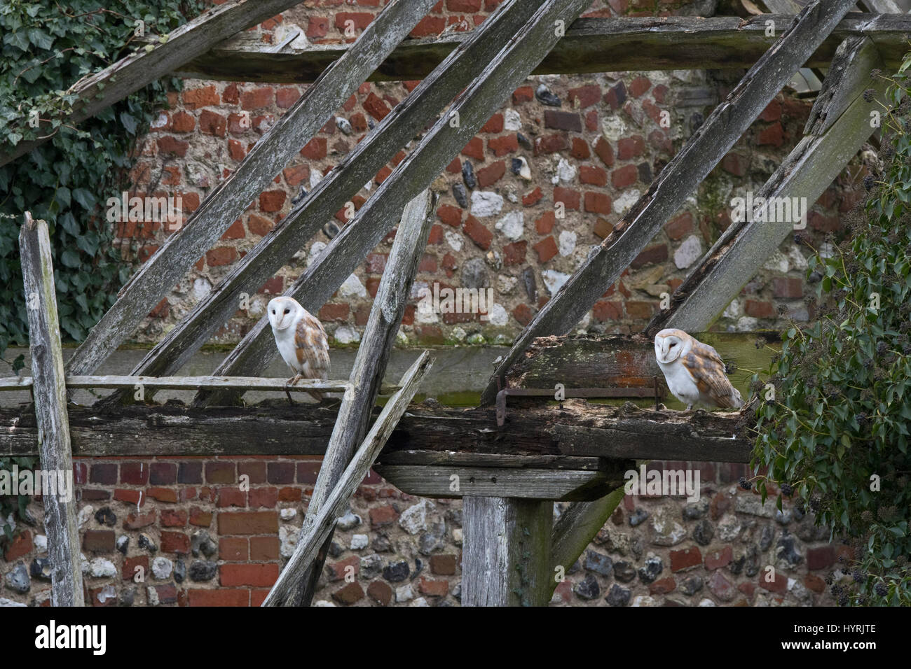 Barn Owl Tyto alba pair close to nest in delapidated barn North Norfolk February Stock Photo
