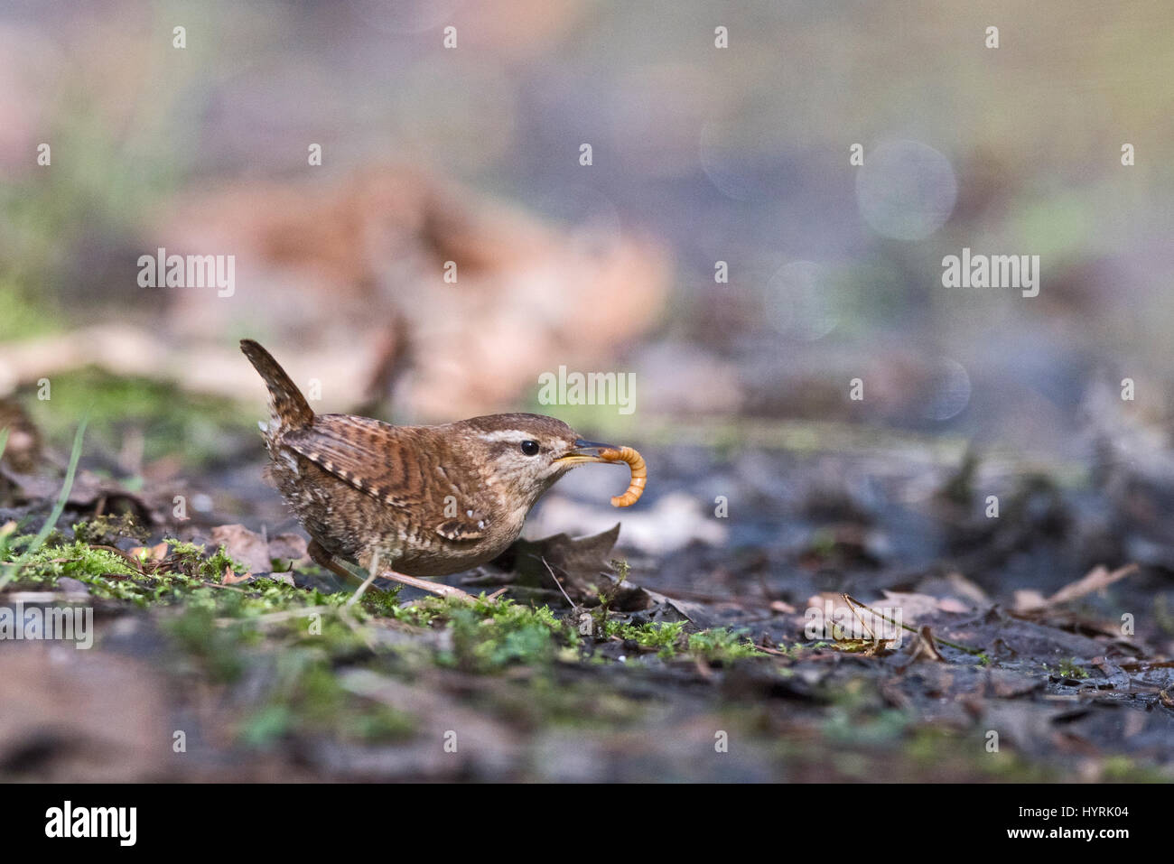 Wren Troglodytes troglodytes with meal worm in woodland North Norfolk March Stock Photo