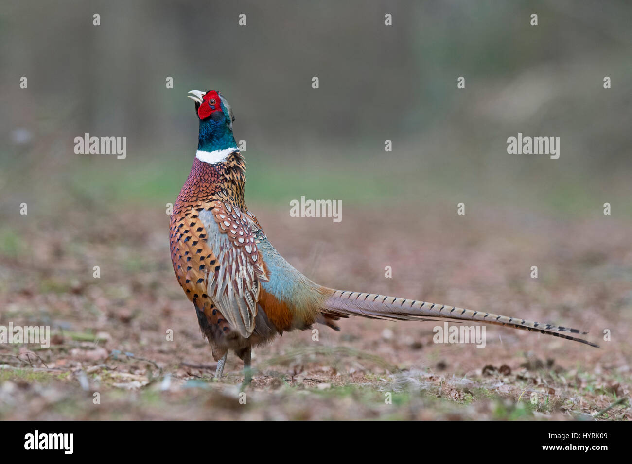 Common Pheasant Phasianus colchius male calling and displaying along woodland ride Norfolk March Stock Photo