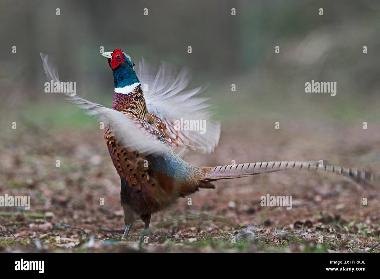 Common Pheasant Phasianus colchius male calling and displaying along woodland ride Norfolk March Stock Photo