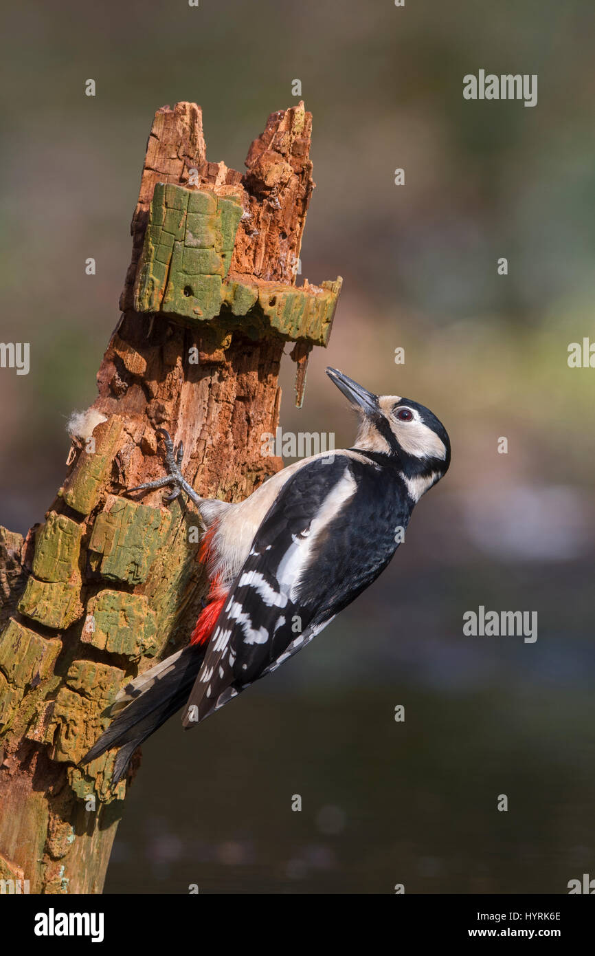 Great Spotted Woodpecker Dendrocopos major in woodland Norfolk March Stock Photo