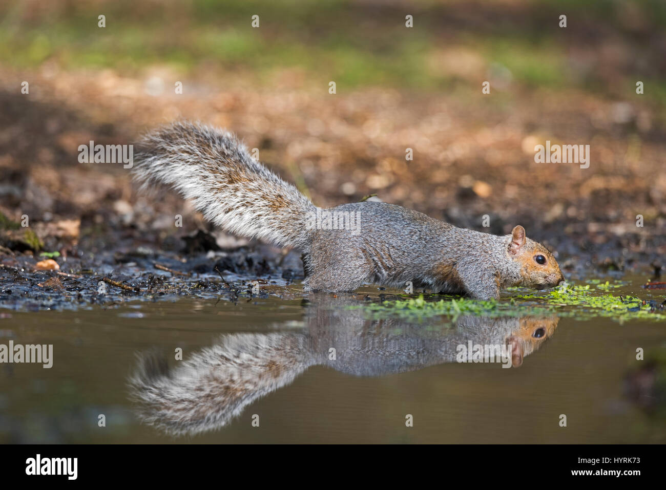 Grey Squirrel Sciurus carolinensis drinking  at pool in woodland Norfolk Stock Photo