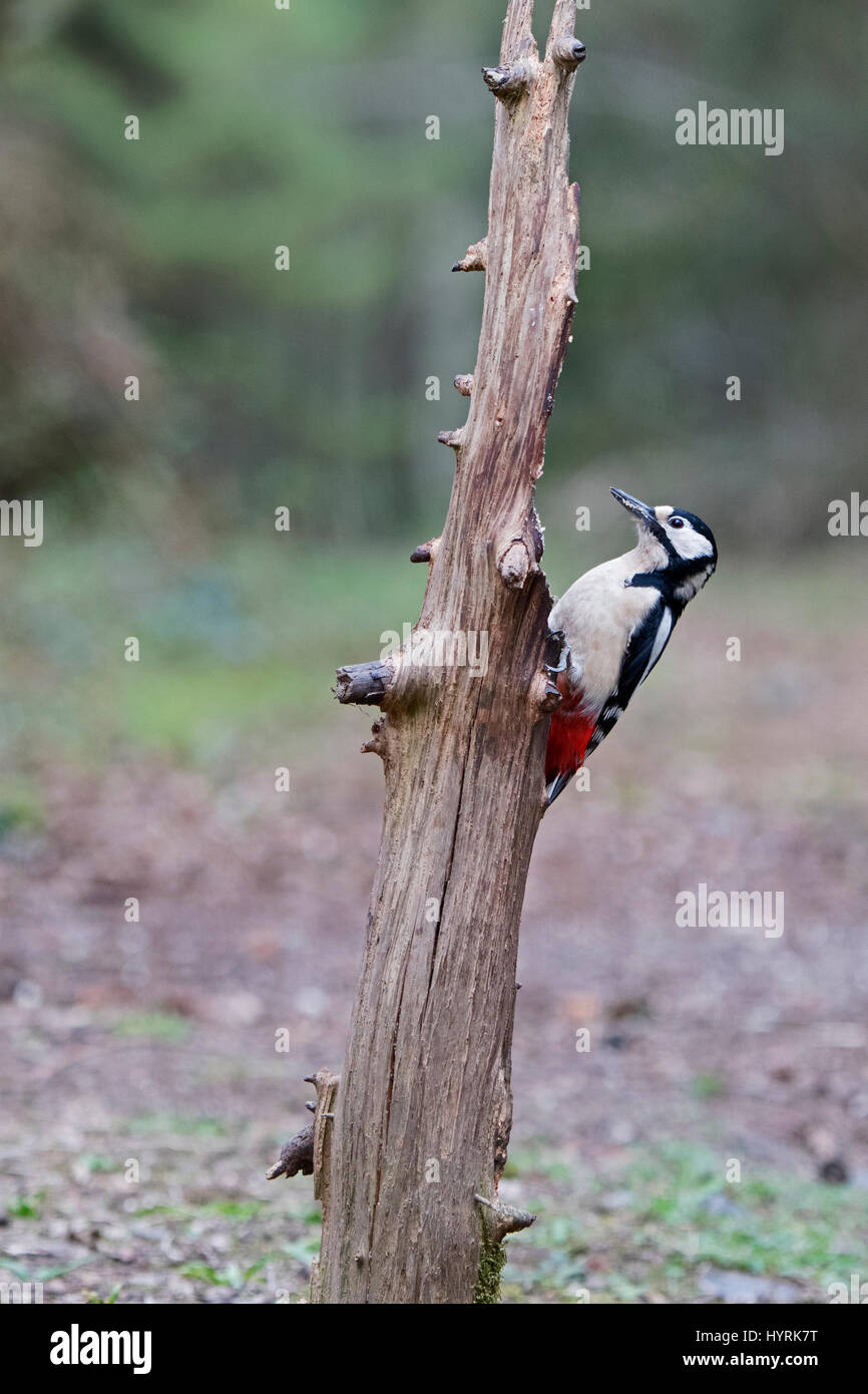 Great Spotted Woodpecker Dendrocopos major in woodland Norfolk March Stock Photo