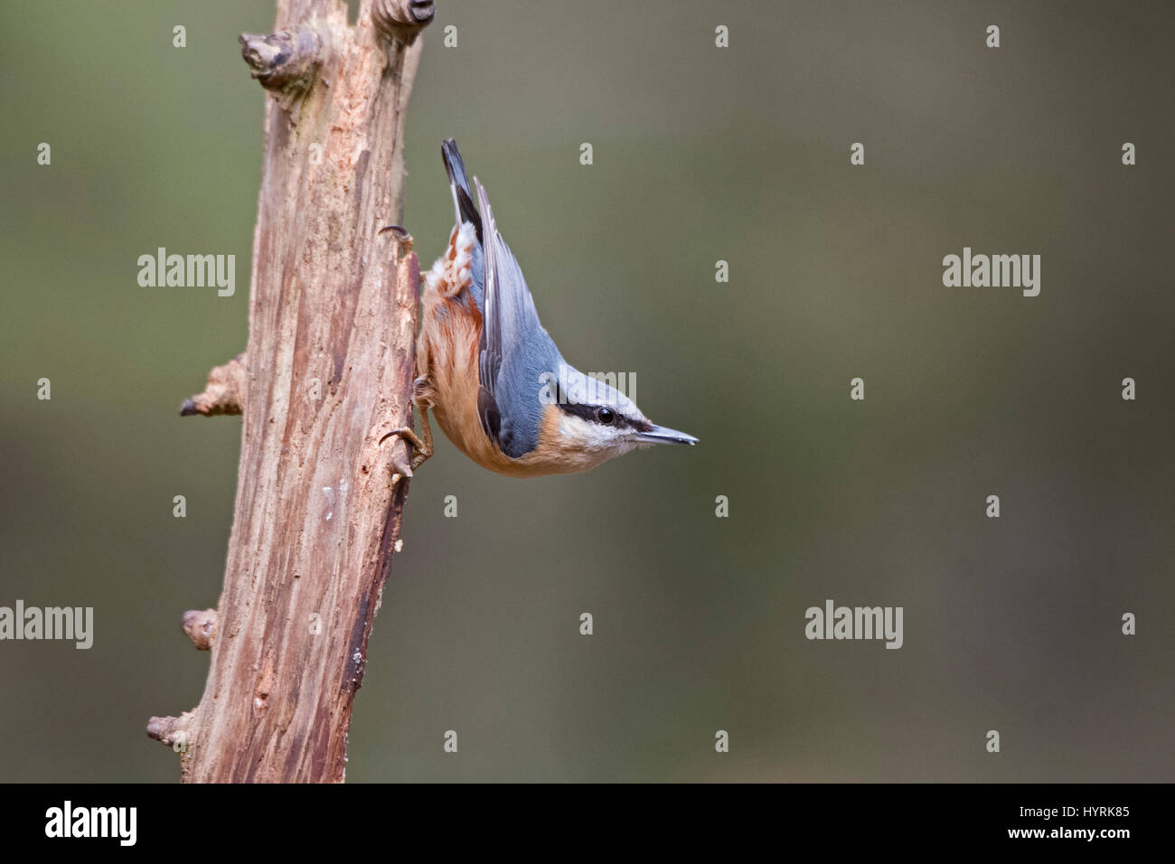 Eurasian Nuthatch Sitta europaea Norfolk March Stock Photo