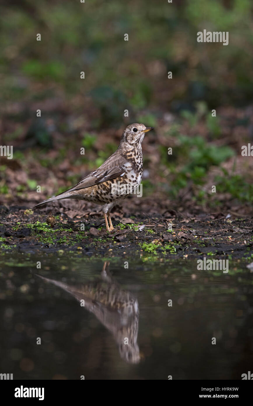 Mistle Thrush Turdus viscivorus coming to drink at woodland pool North Norfolk March Stock Photo