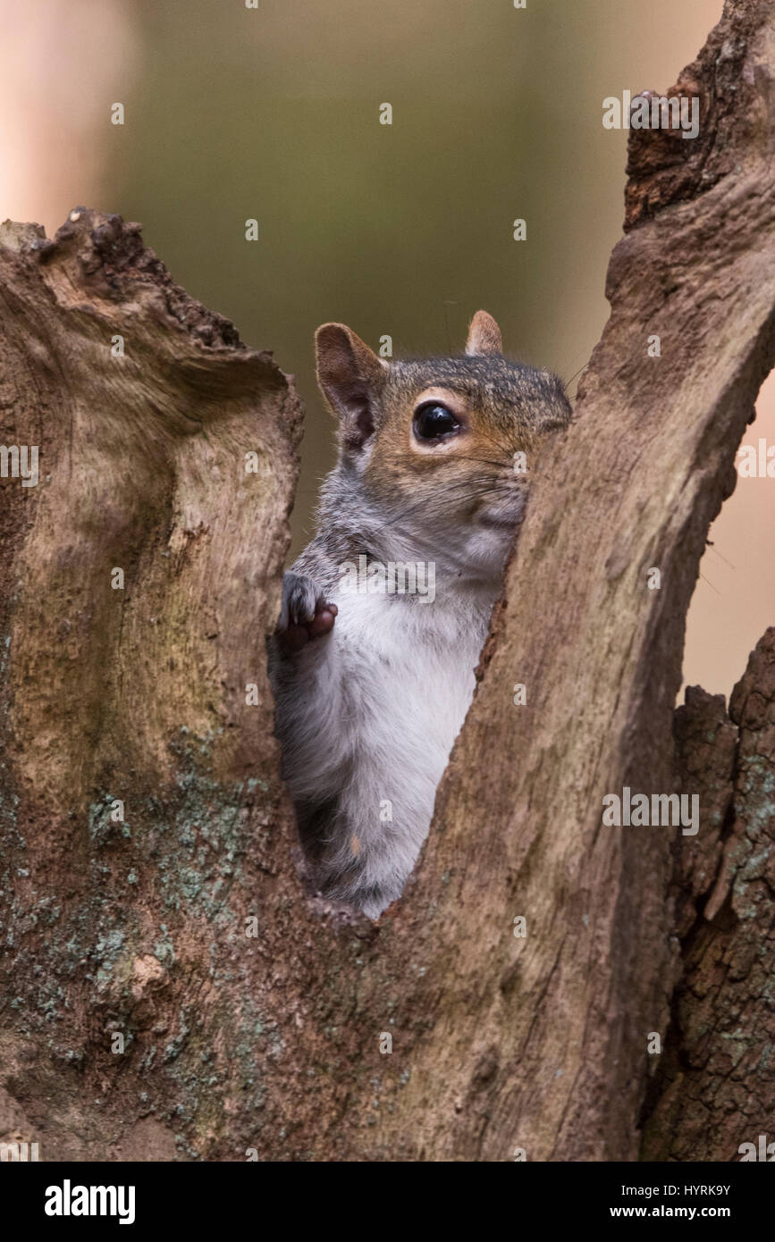 Grey Squirrel Sciurus carolinensis in woodland Norfolk Stock Photo